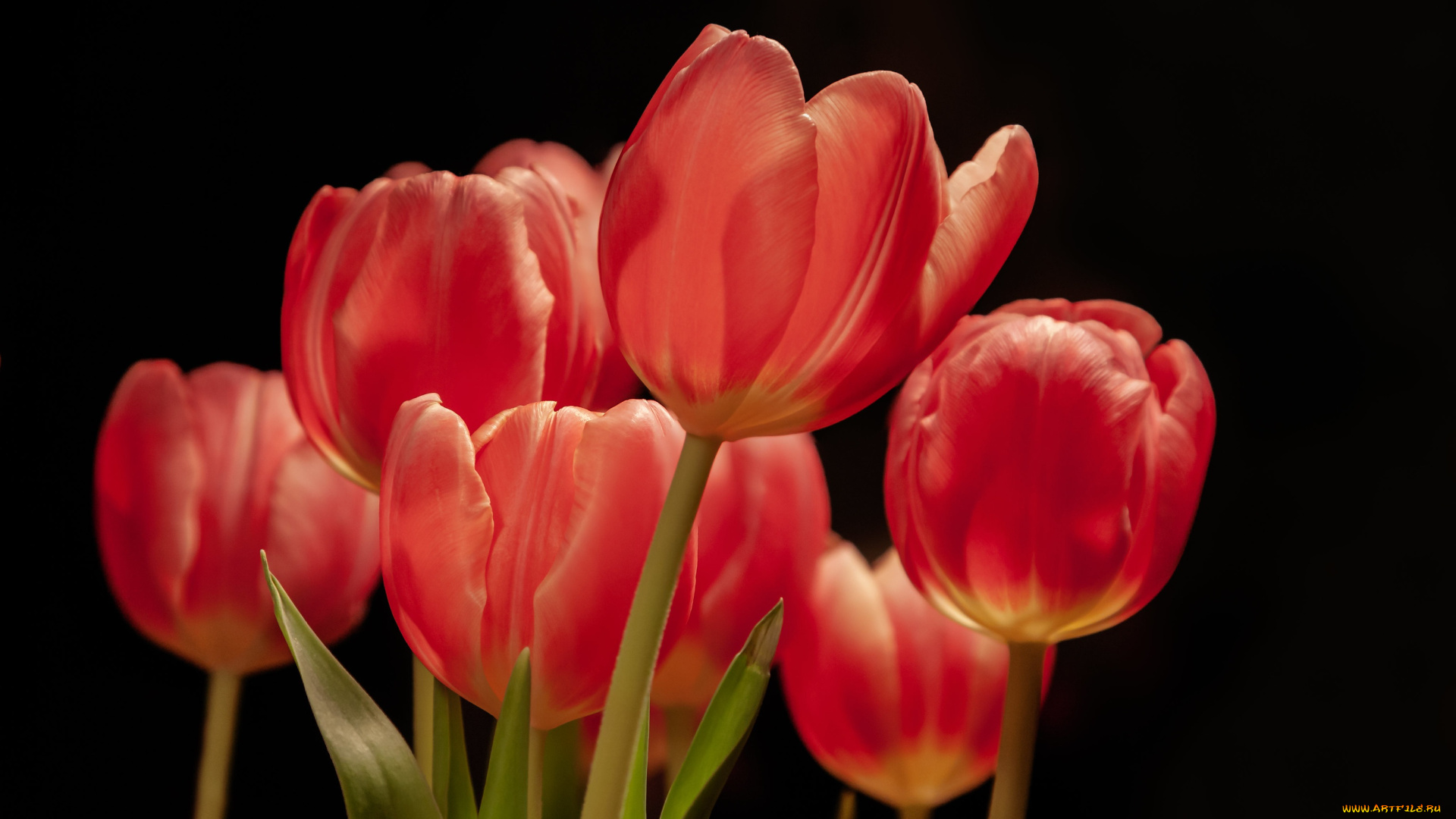 цветы, тюльпаны, весна