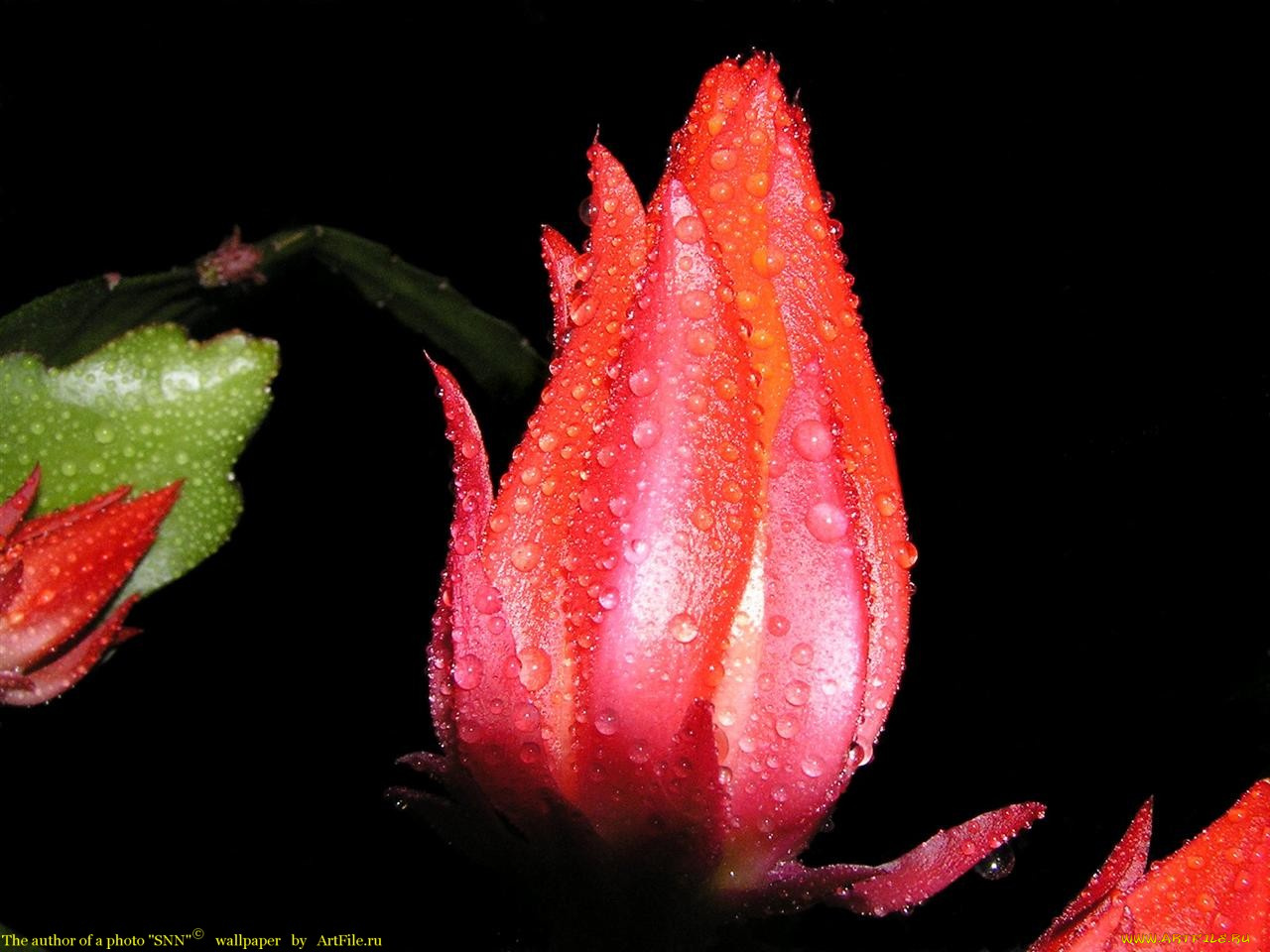 цветы, кактусы