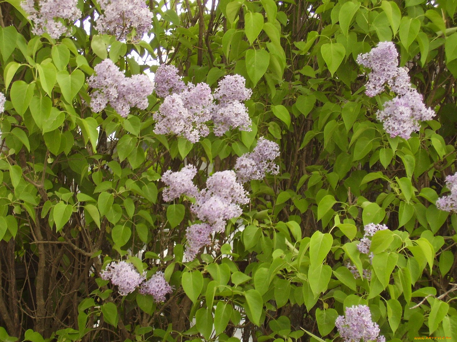 цветы, сирень