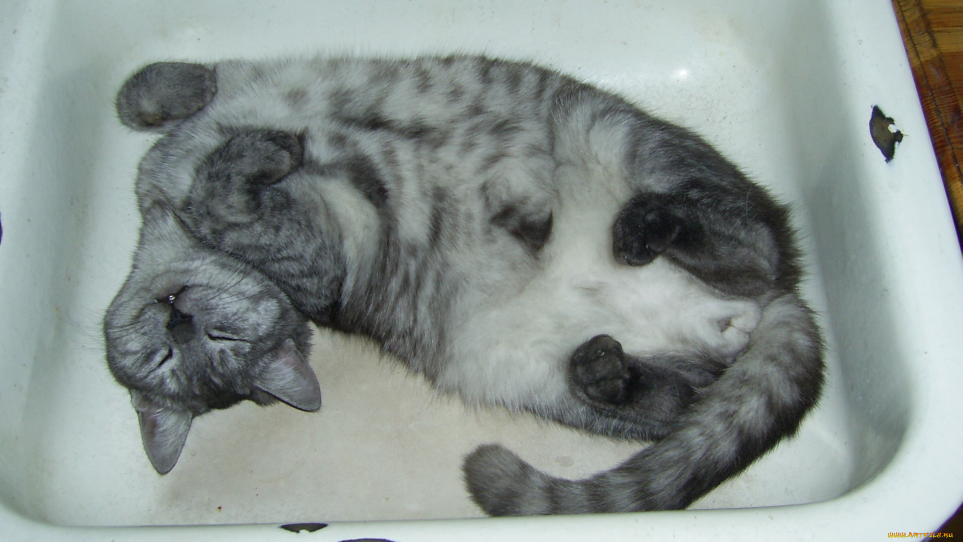 животные, коты