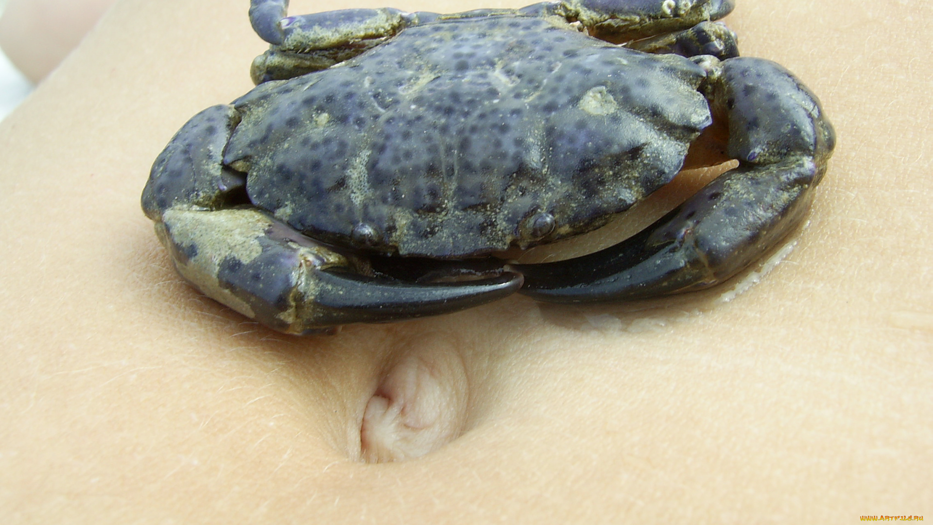 животные, крабы, раки