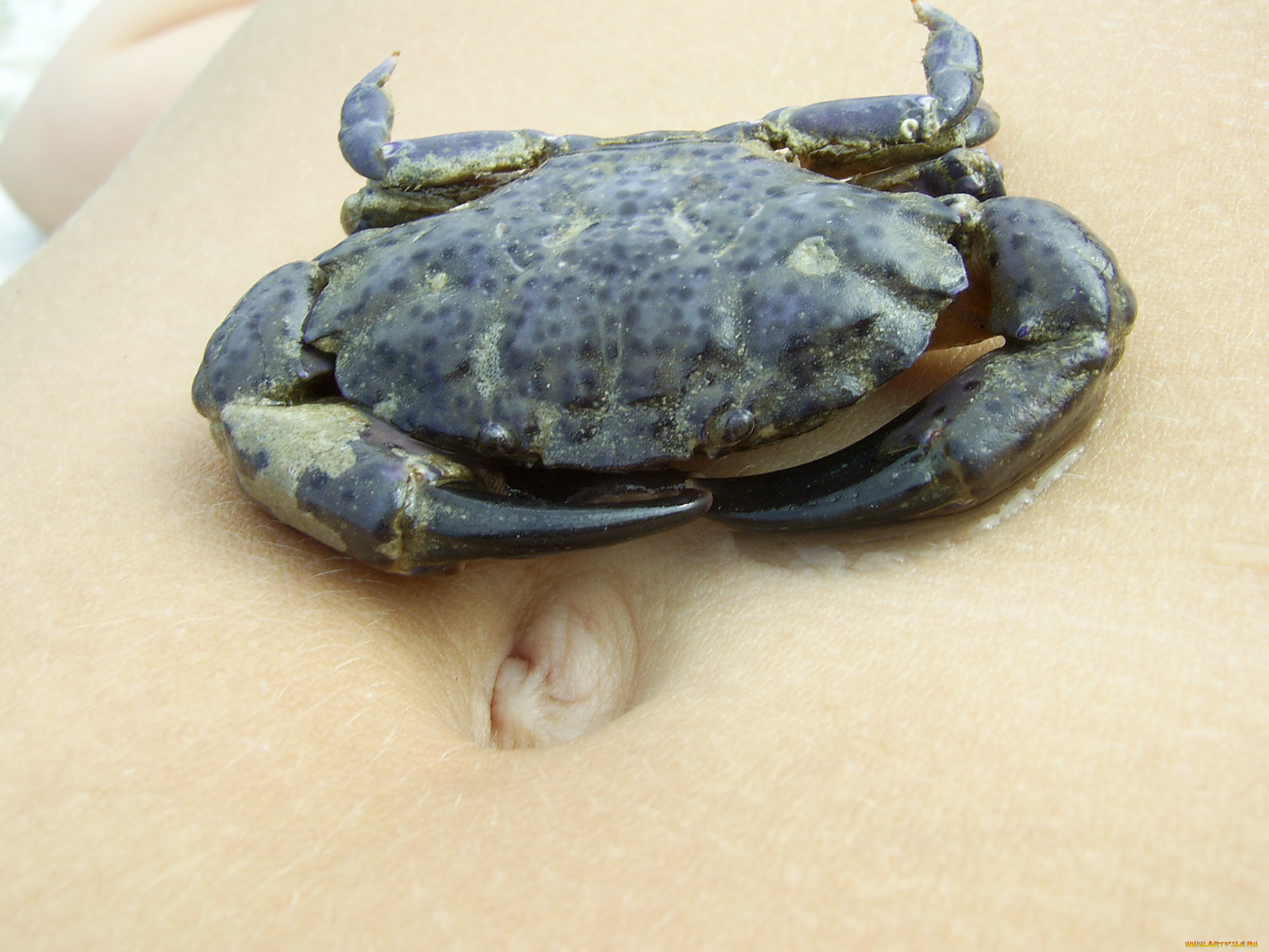 животные, крабы, раки