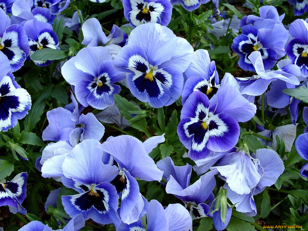 цветы, анютины, глазки, садовые, фиалки