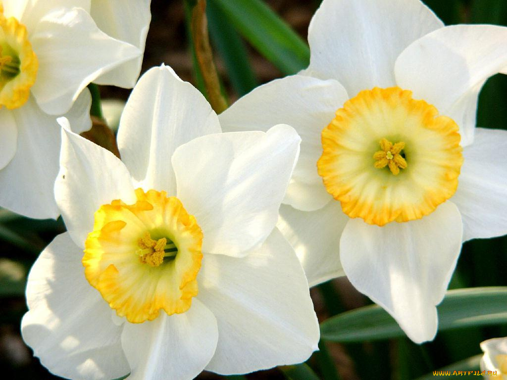 цветы, нарциссы