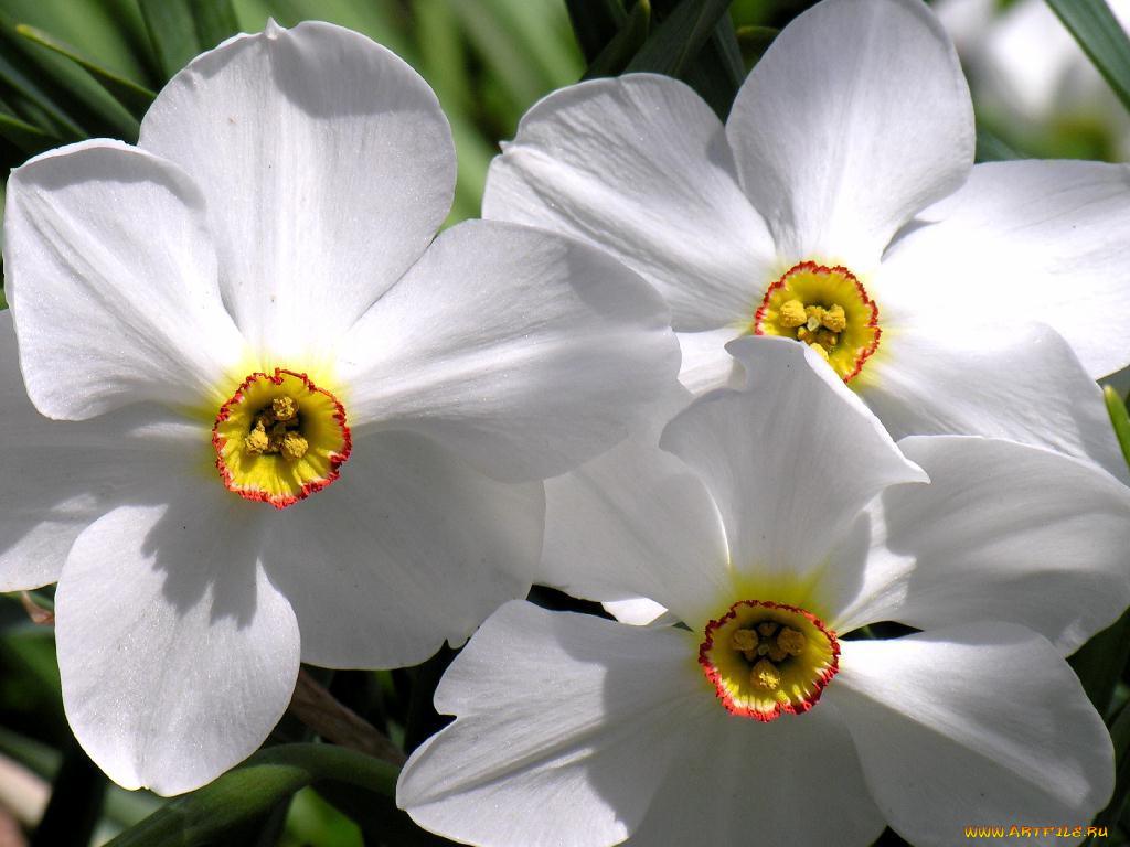 цветы, нарциссы