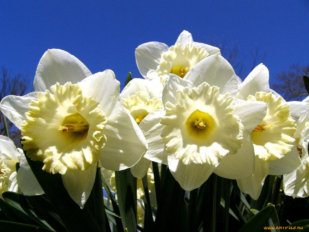 цветы, нарциссы