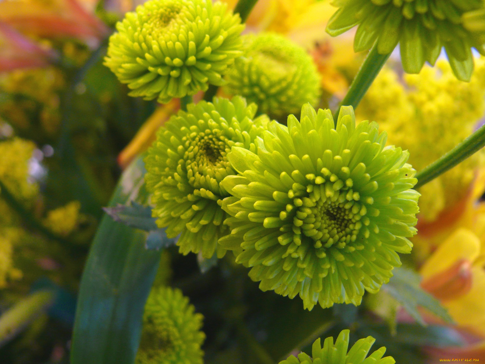 цветы, хризантемы