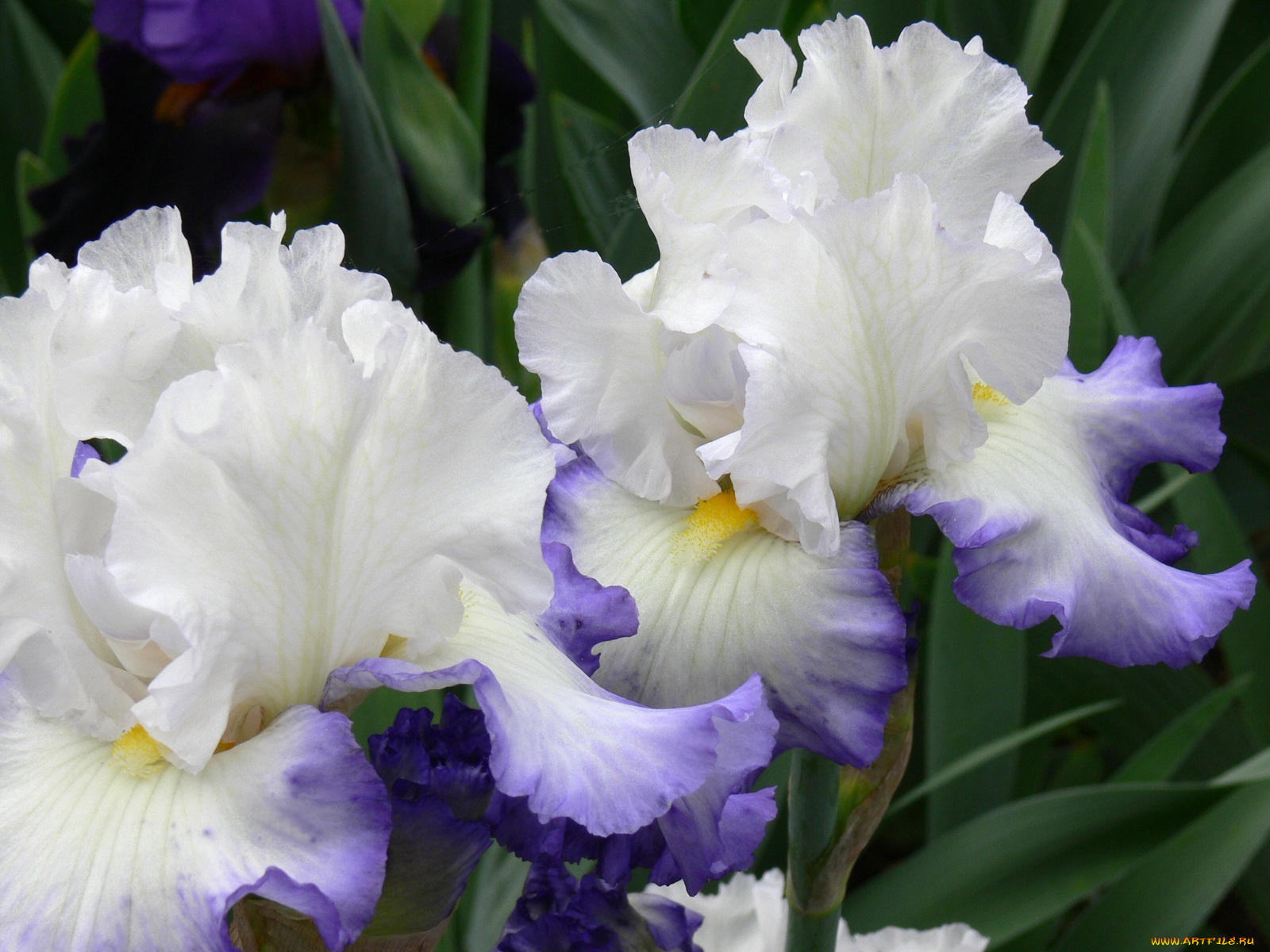 цветы, ирисы