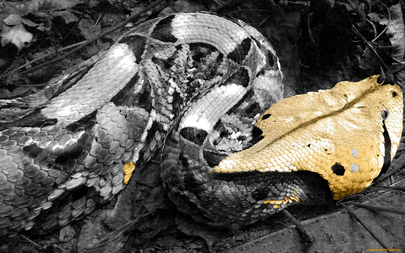 животные, змеи, питоны, кобры