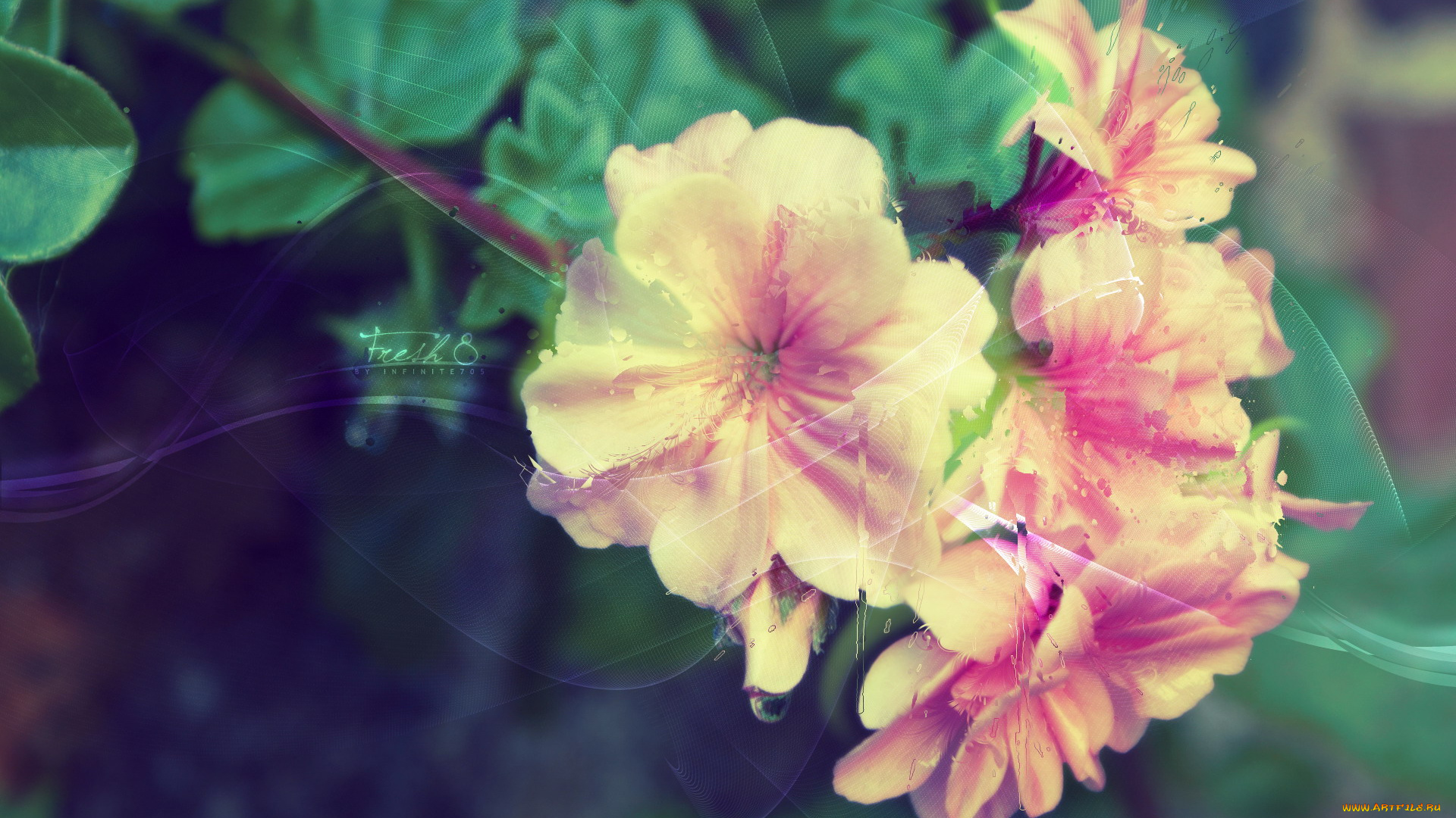 цветы, герань