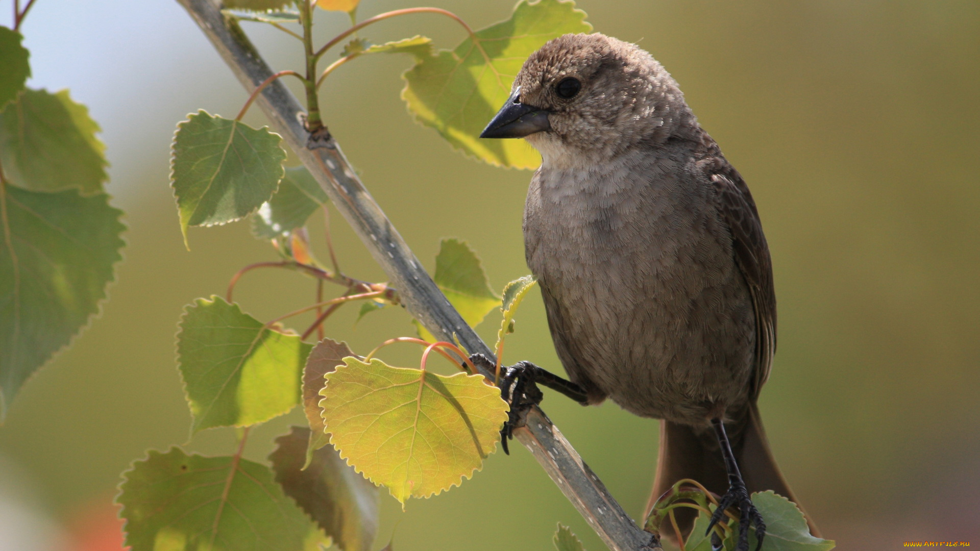 животные, птицы