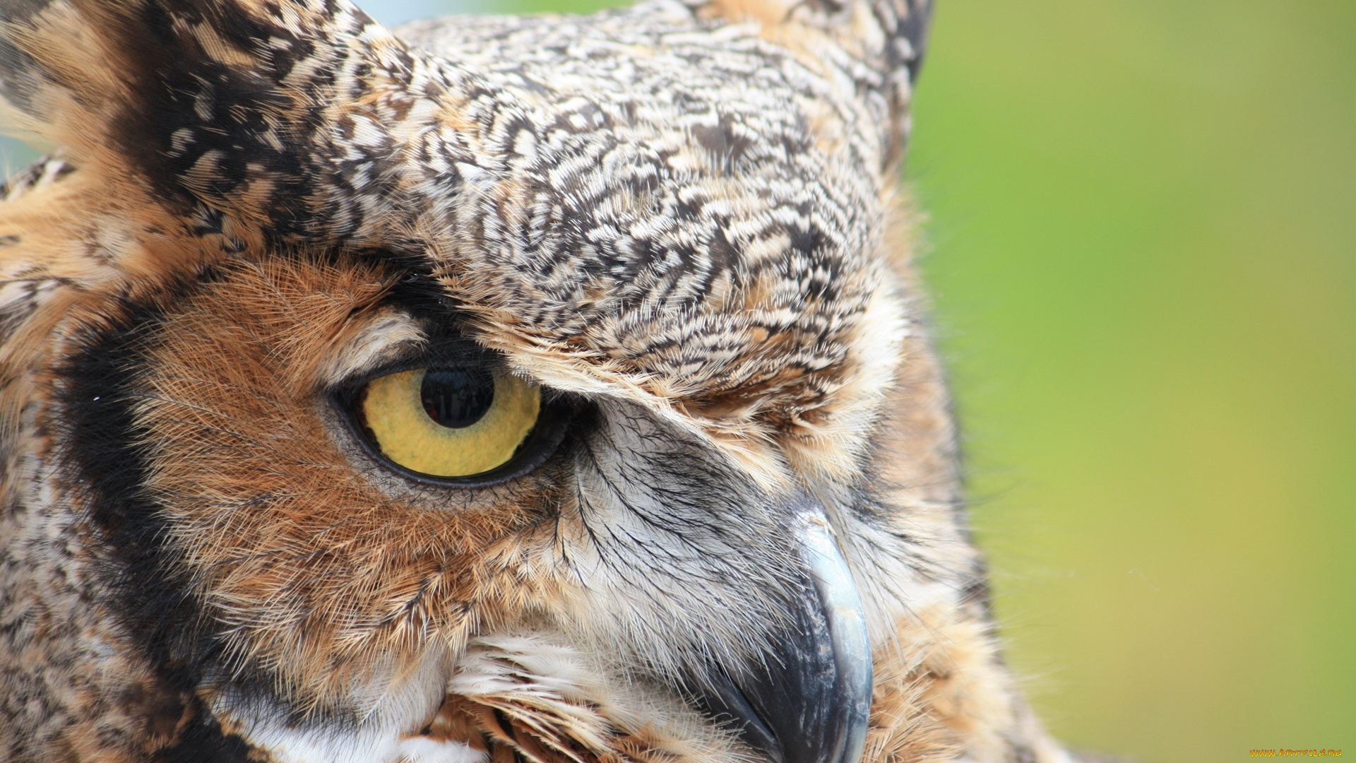 животные, совы