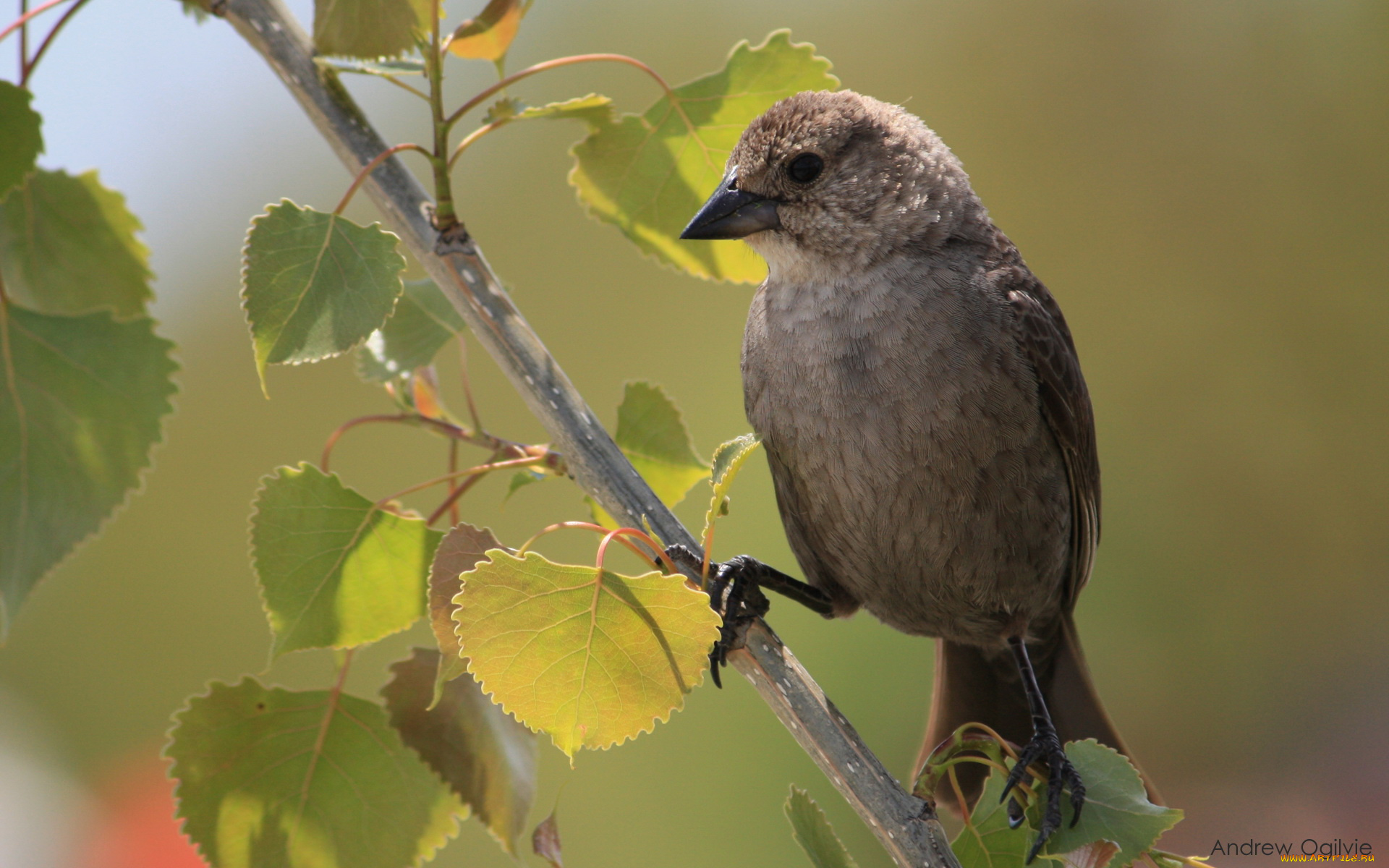 животные, птицы