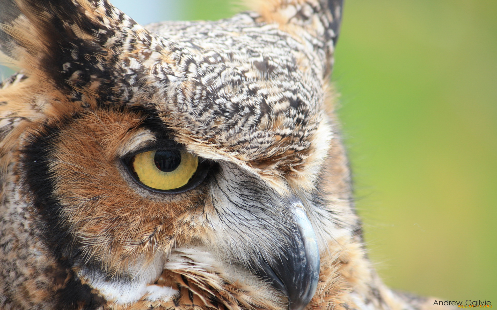 животные, совы