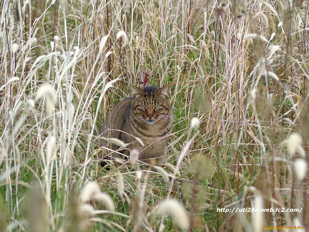 животные, коты