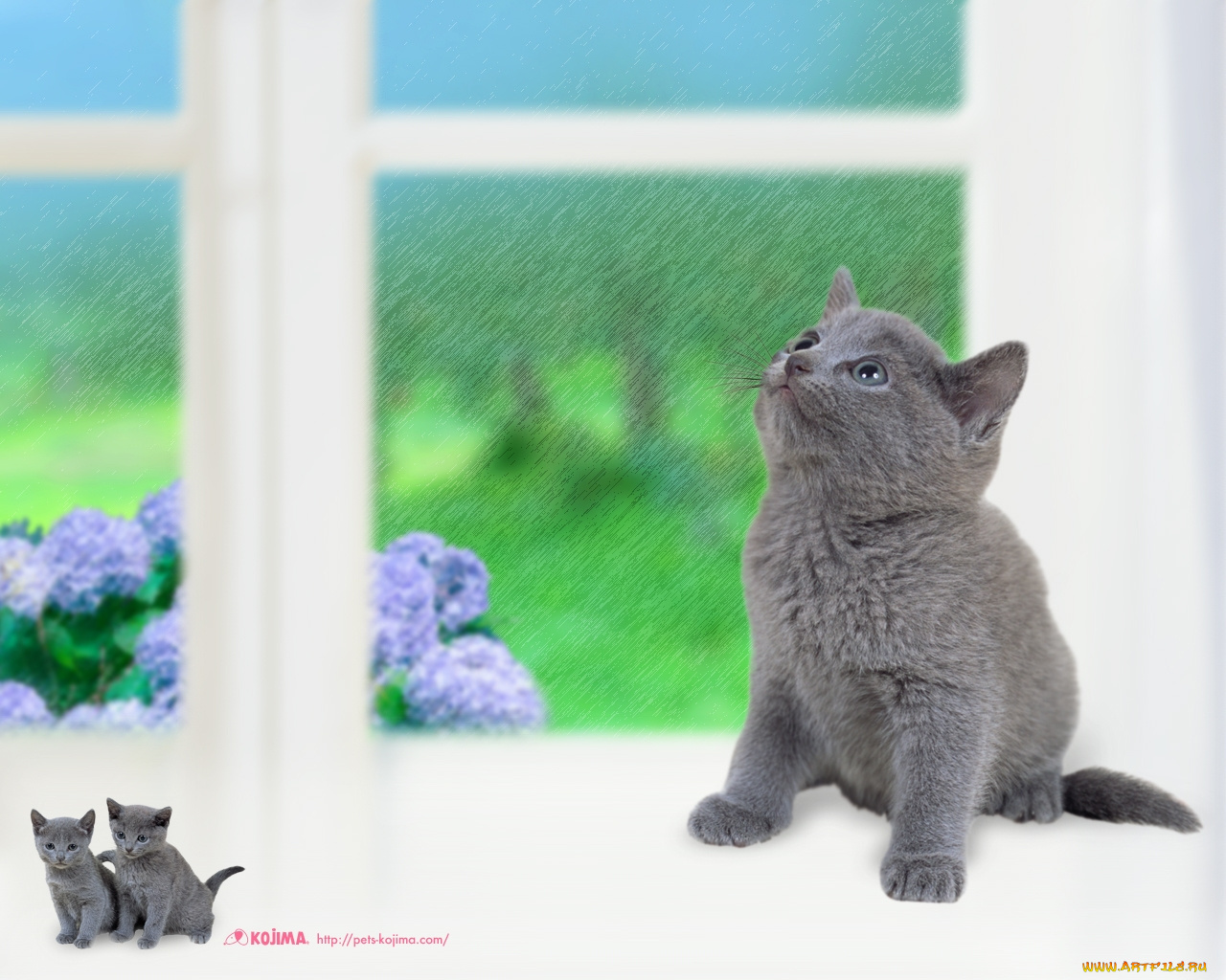 животные, коты