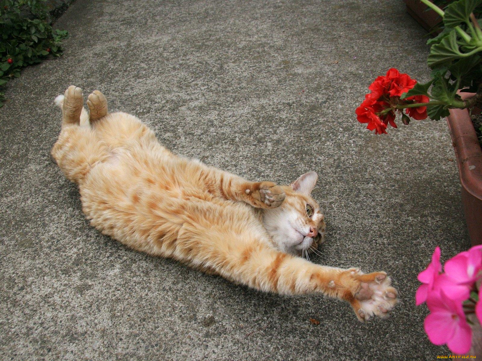 животные, коты