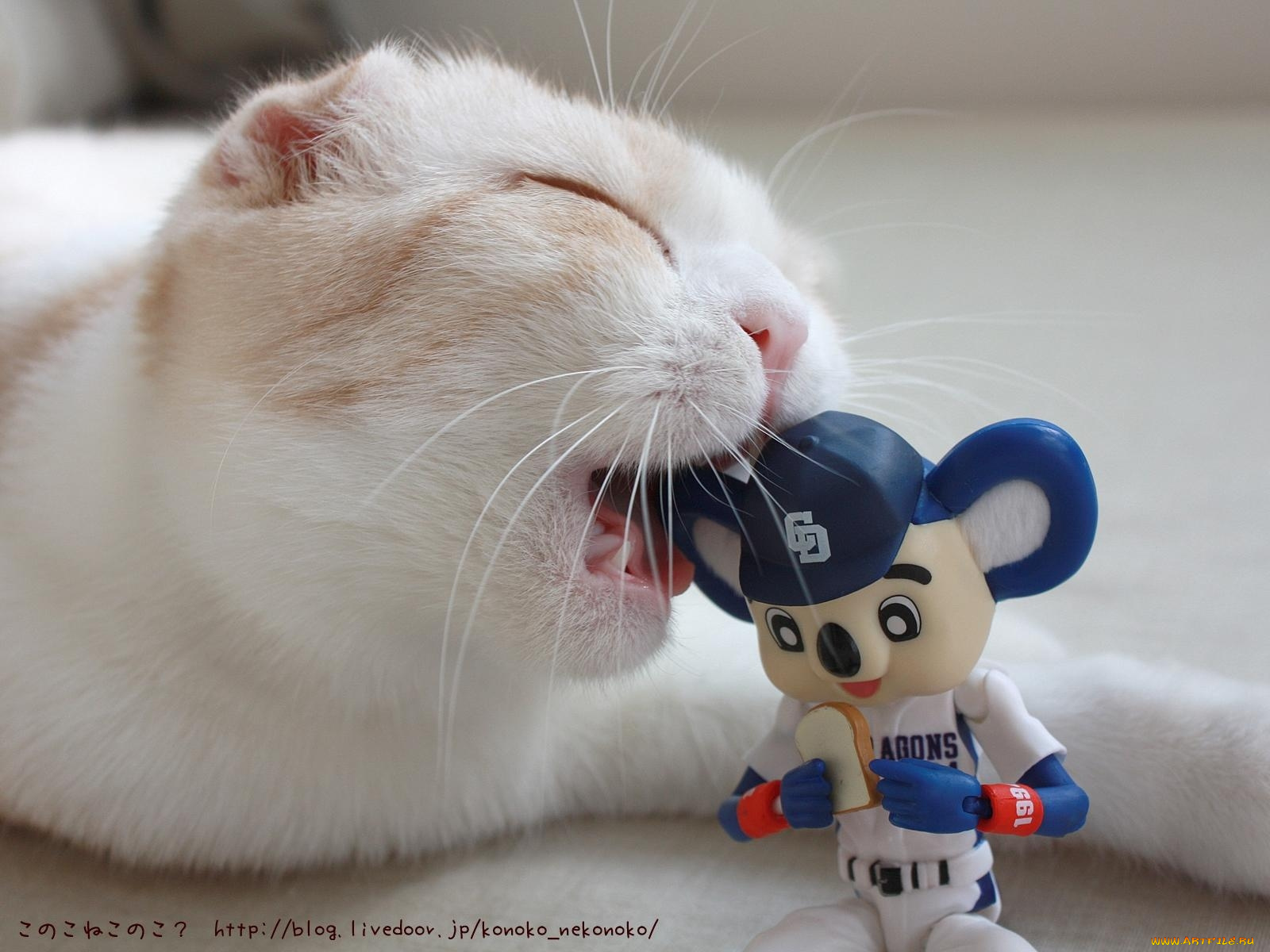 животные, коты