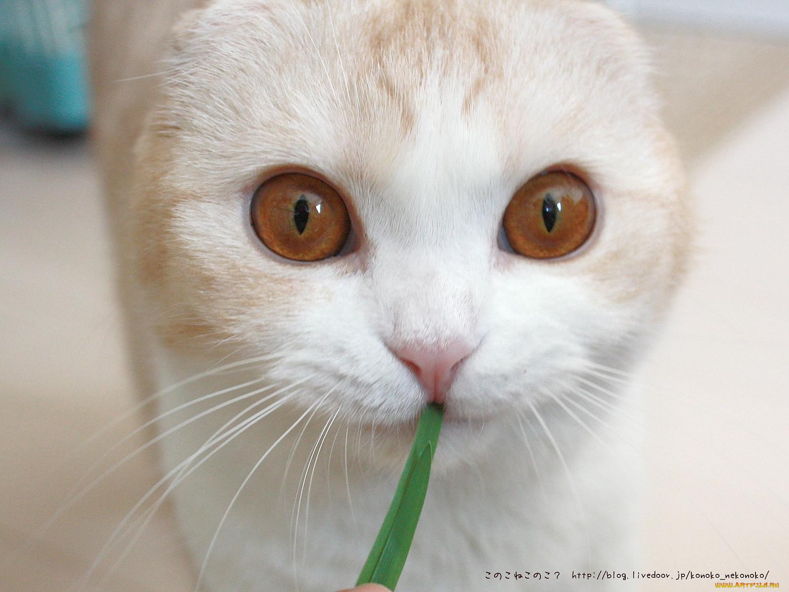 животные, коты