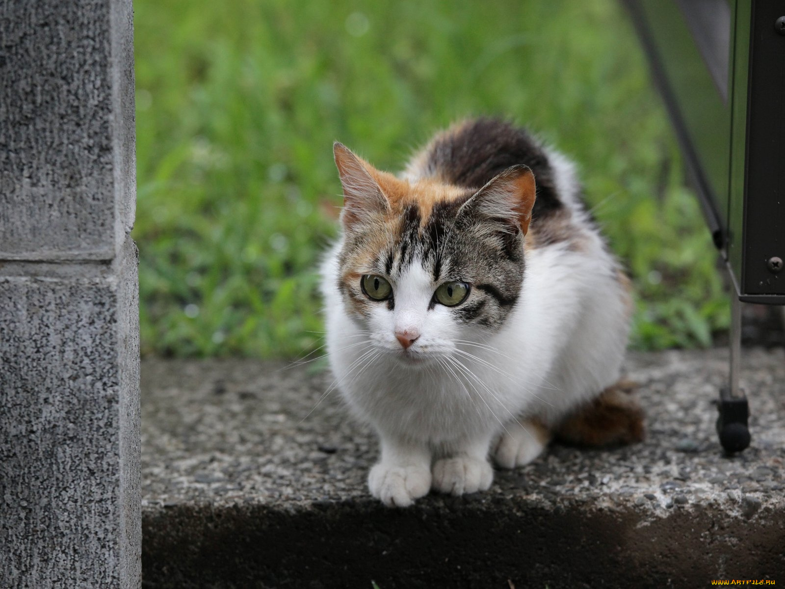 животные, коты