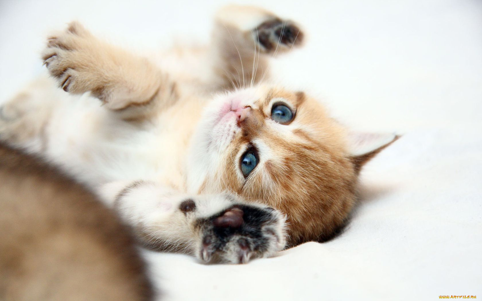 животные, коты