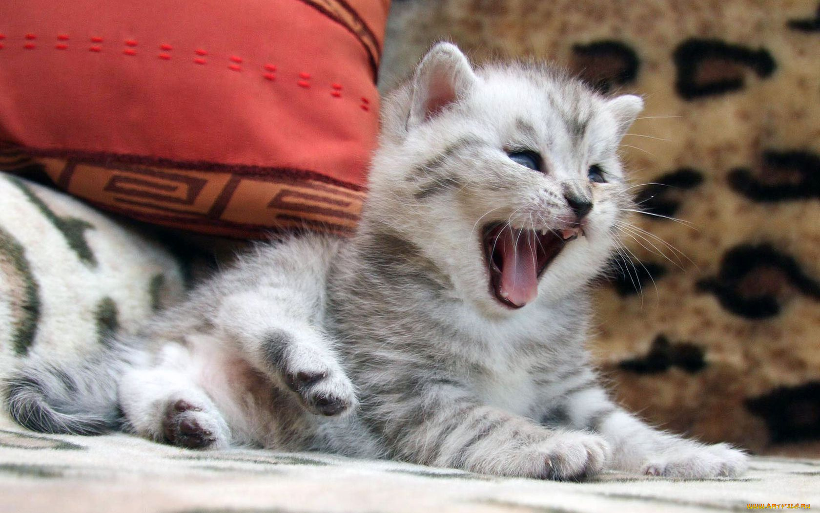 животные, коты