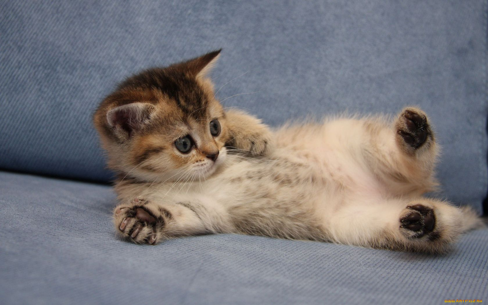 животные, коты