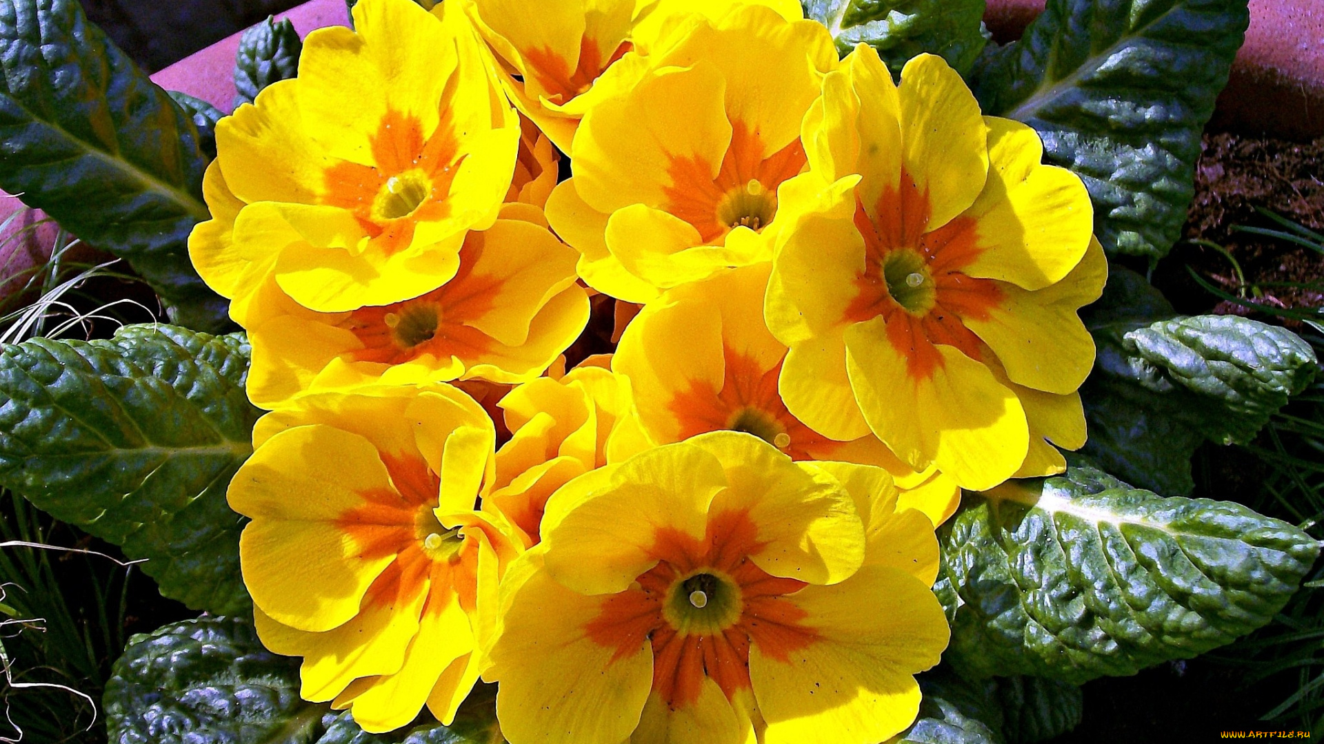 примула, цветы, примулы, желтый, яркий