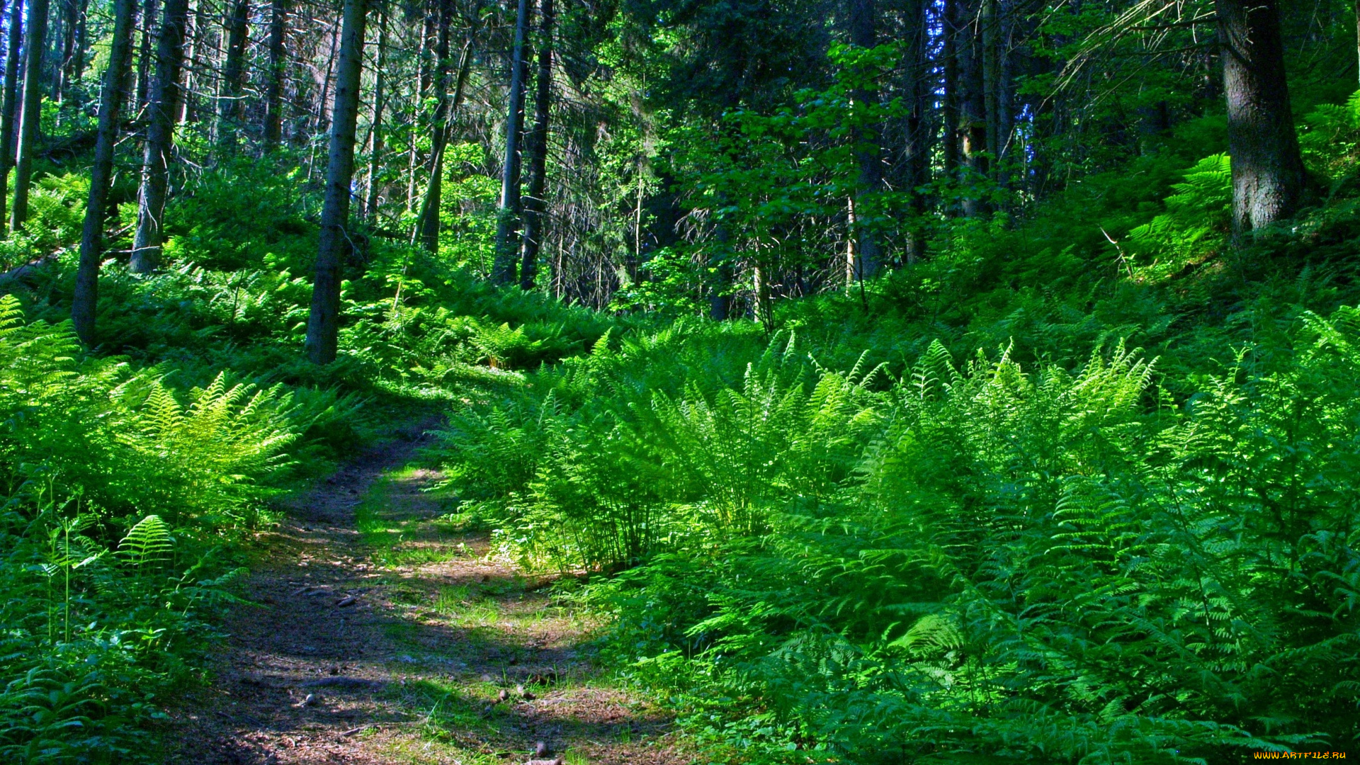 природа, лес, зеленый, тропинка, папоротник