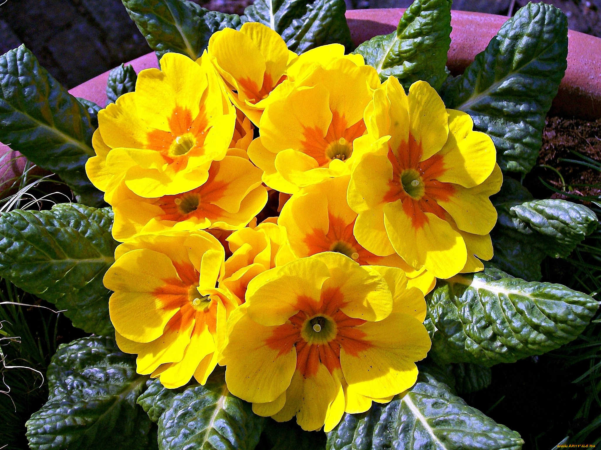 примула, цветы, примулы, желтый, яркий