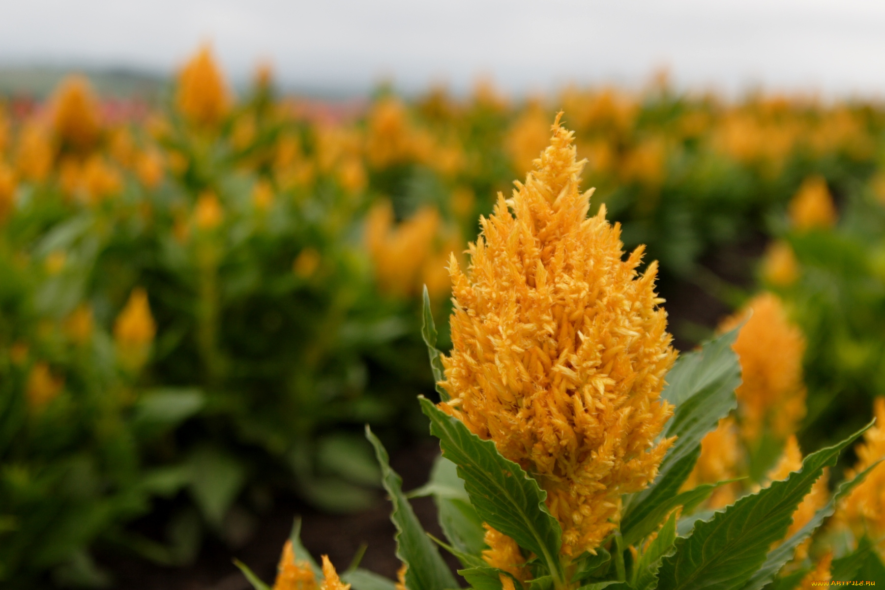 цветы, амаранты, метелка, желтый