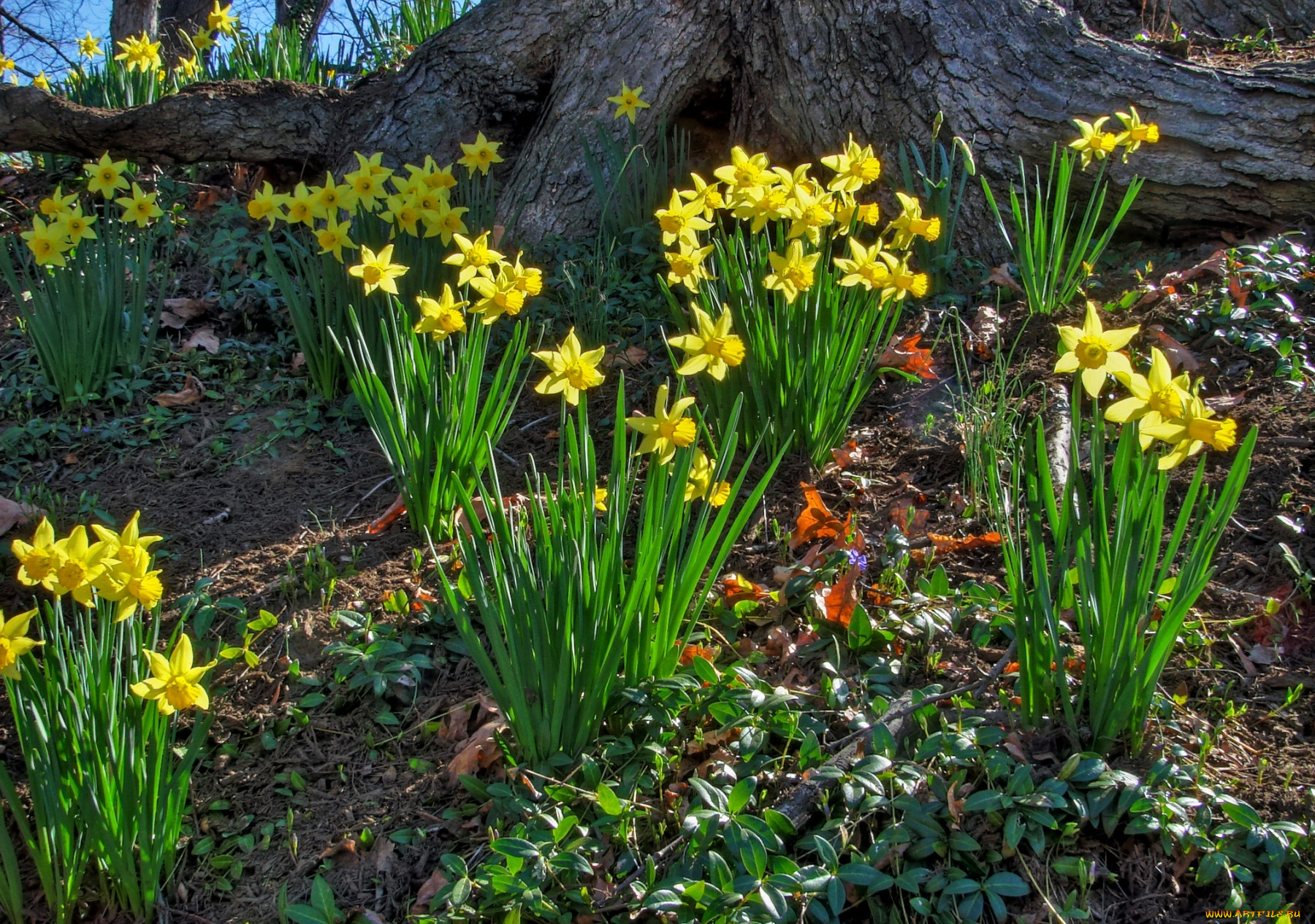 цветы, нарциссы, желтый, весна