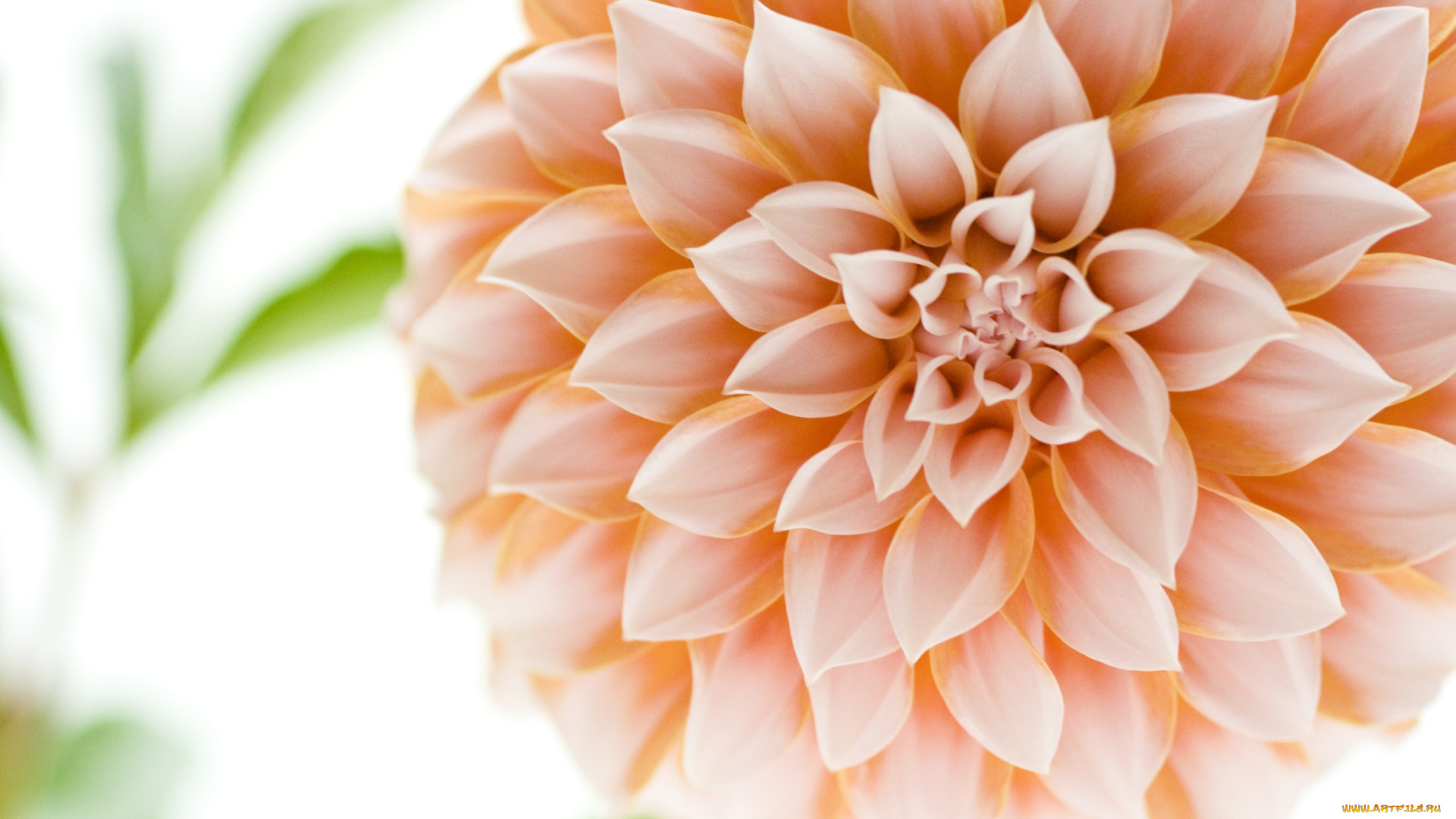 цветы, георгины, лепестки, круглый