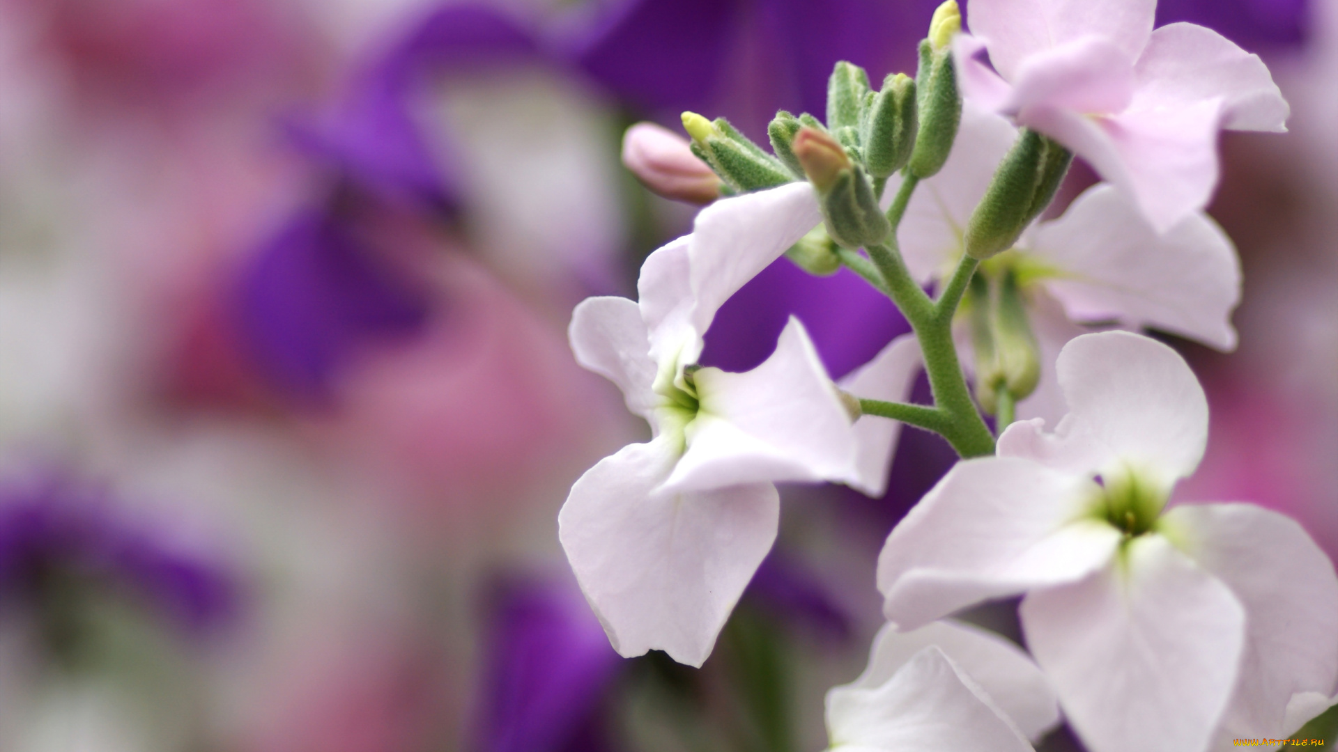 цветы, левкой, матиола, бледно-розовый