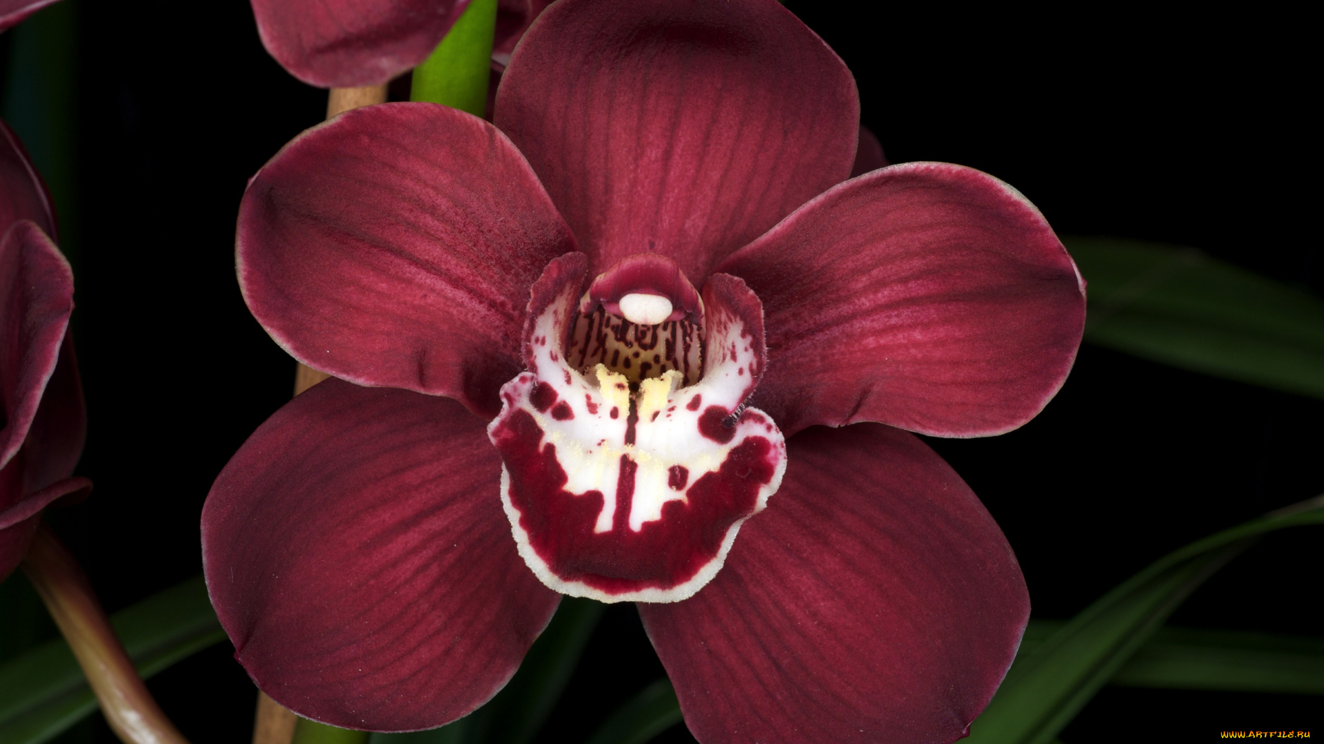 цветы, орхидеи, бордовый
