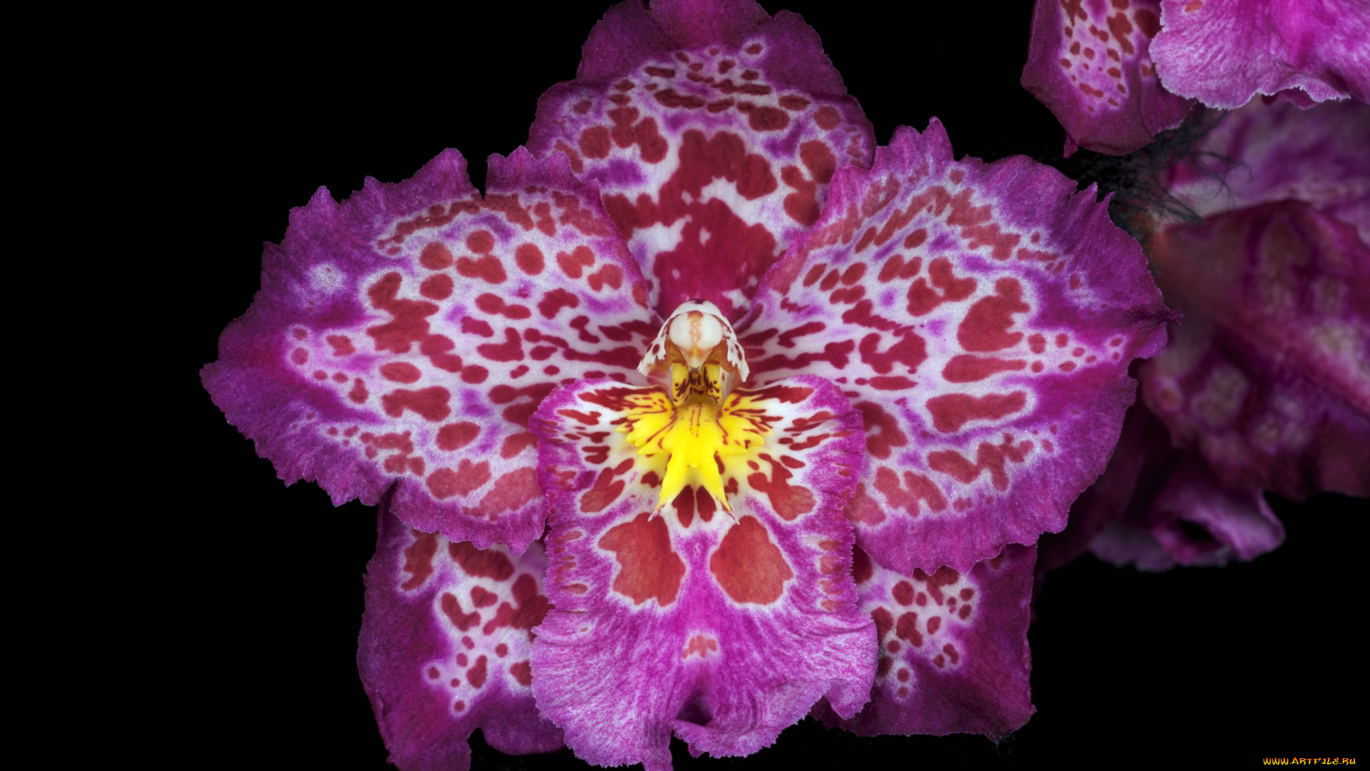 цветы, орхидеи, пестрый, розовый, экзотика