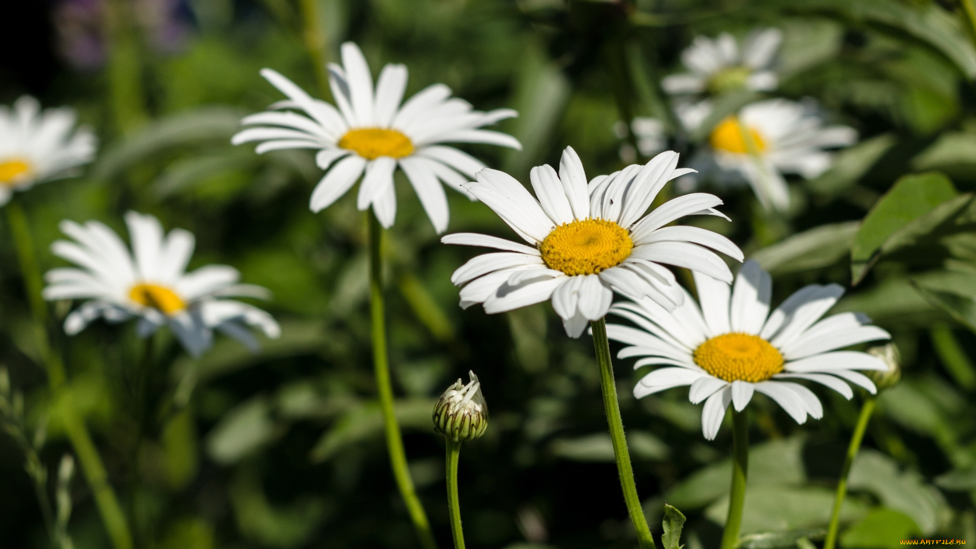 цветы, ромашки, лето