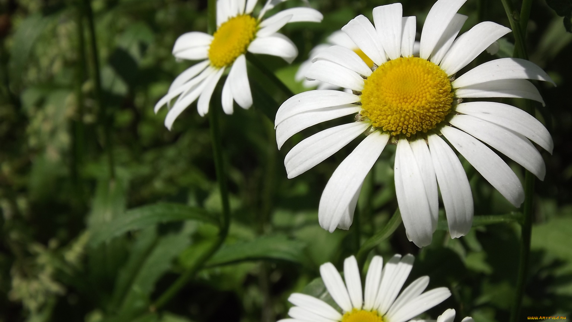 цветы, ромашки, макро