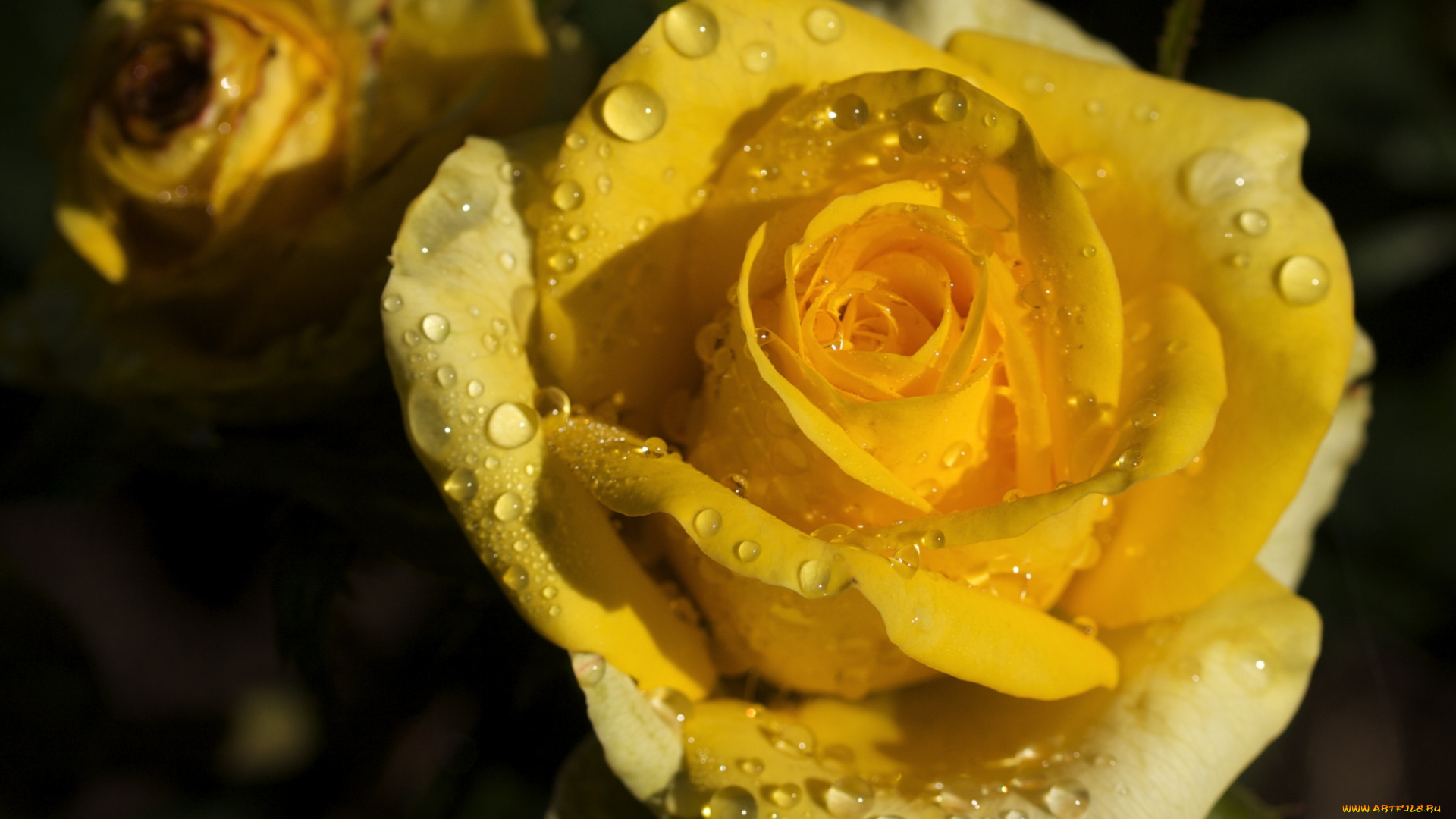 цветы, розы, капли, желтый, лепестки