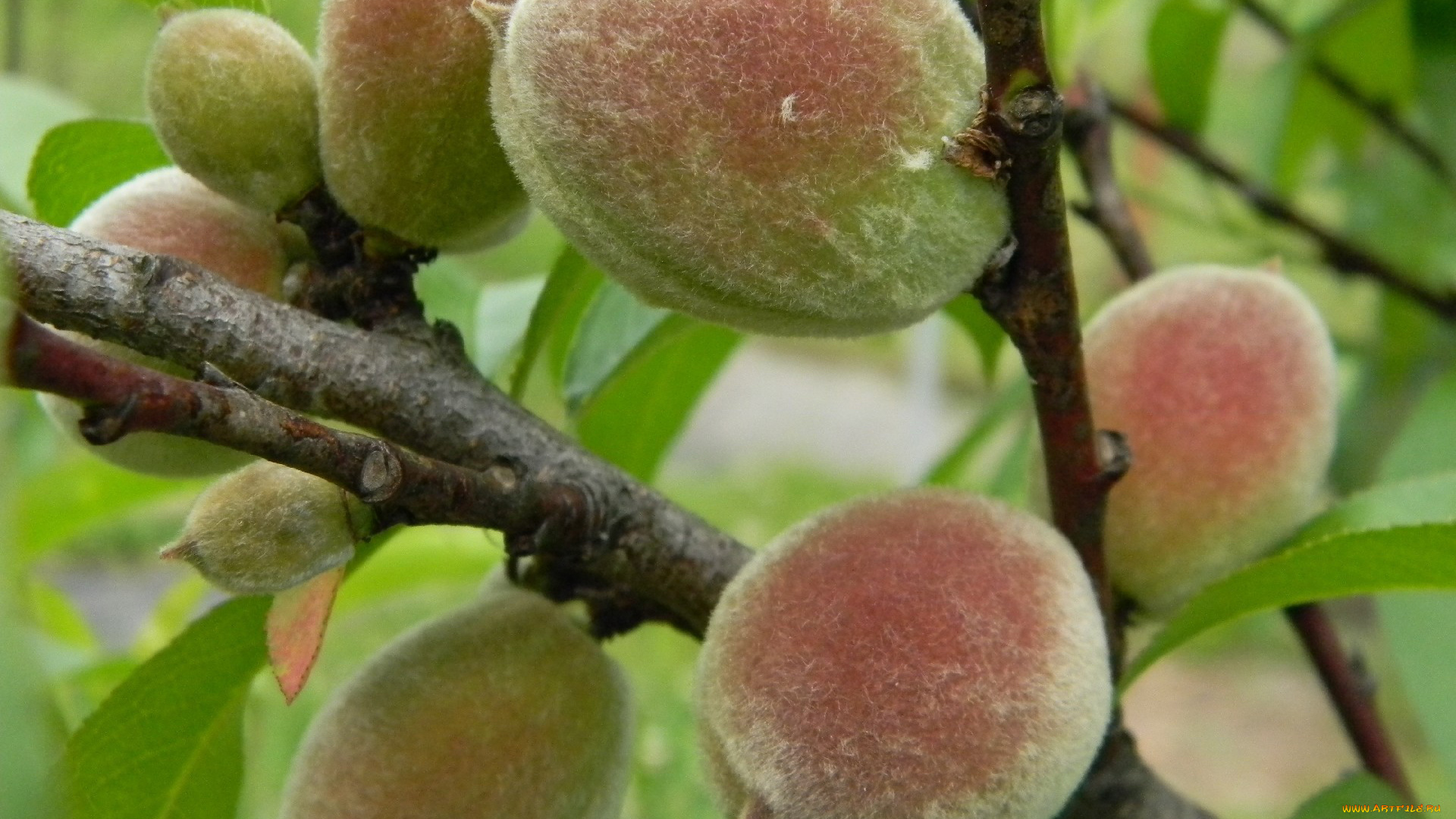 природа, плоды, персики