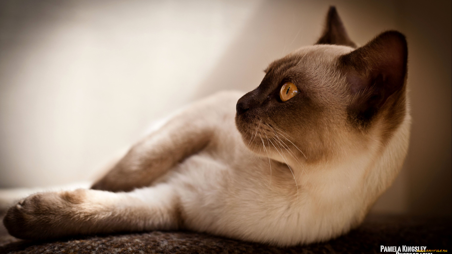 животные, коты, сиамский