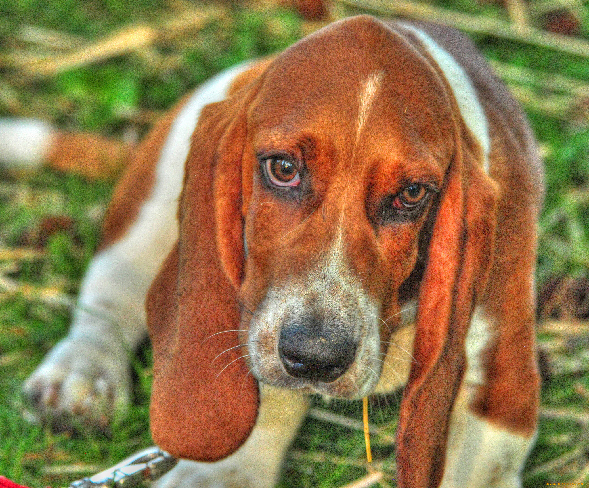 животные, собаки, бассет-хаунд