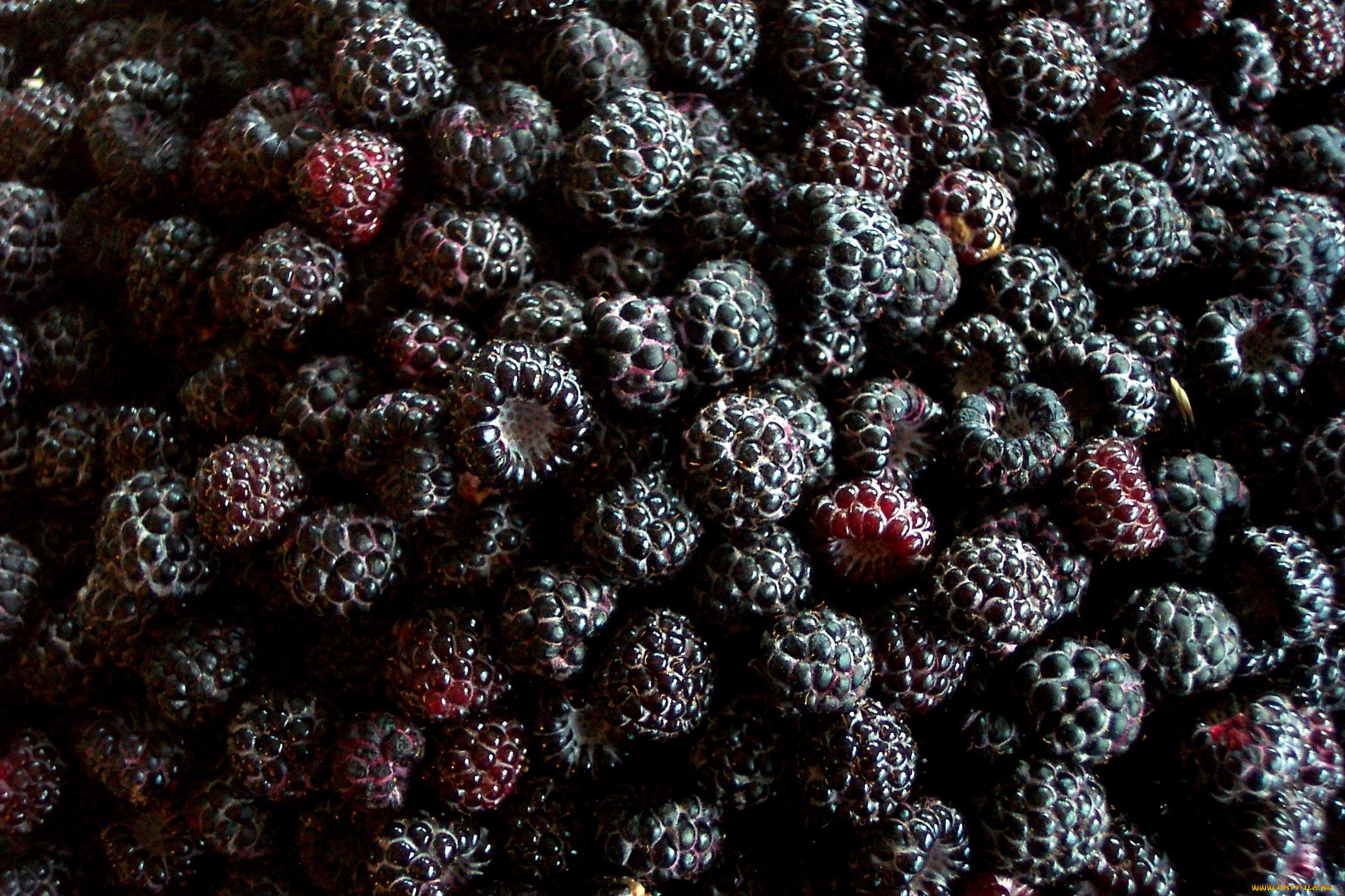 еда, ежевика, черный, ягоды, много