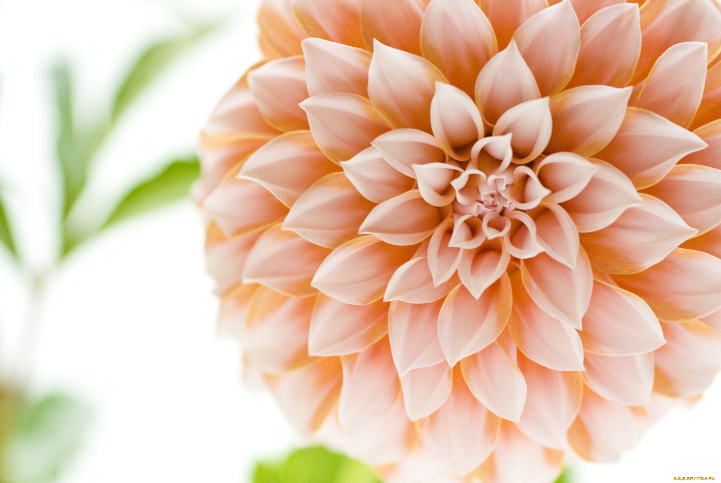 цветы, георгины, лепестки, круглый