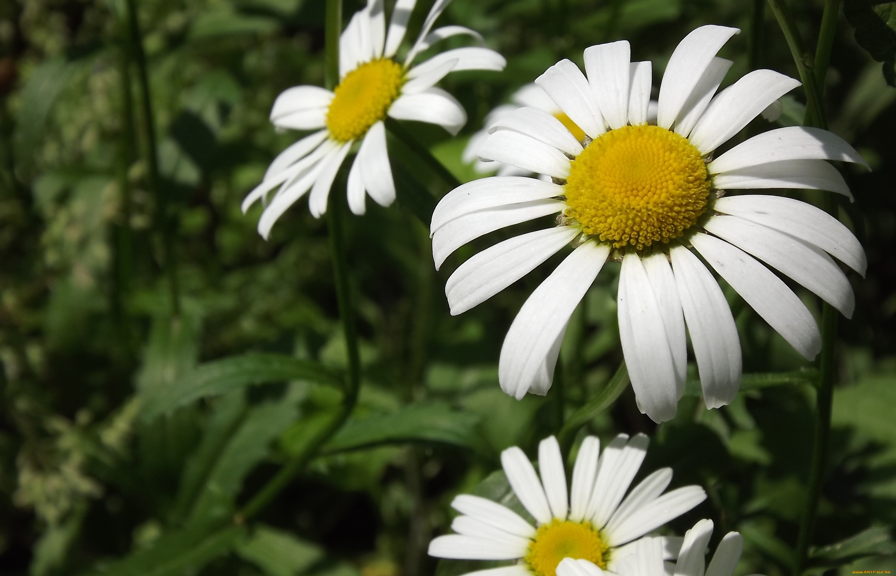 цветы, ромашки, макро