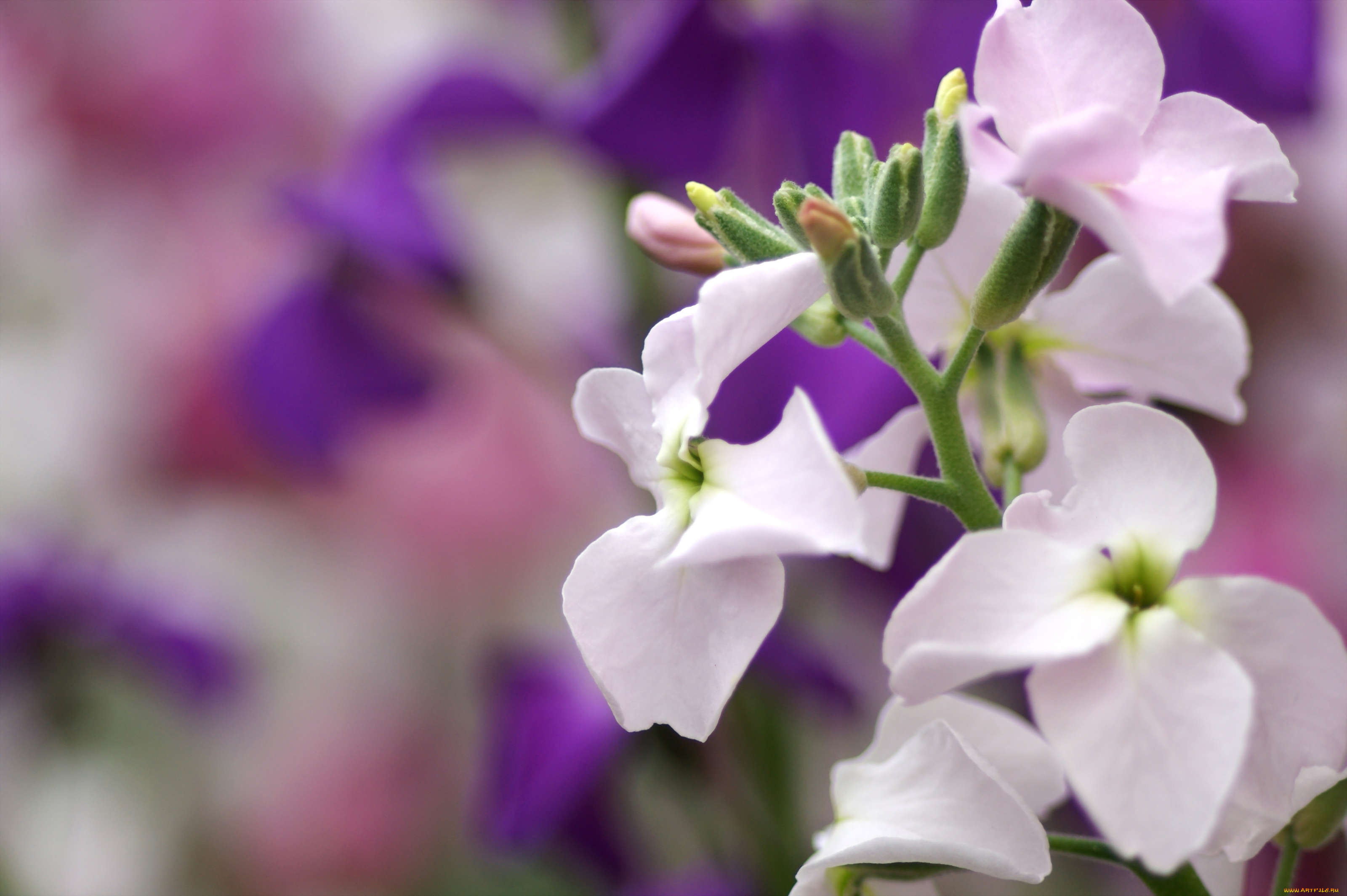 цветы, левкой, матиола, бледно-розовый