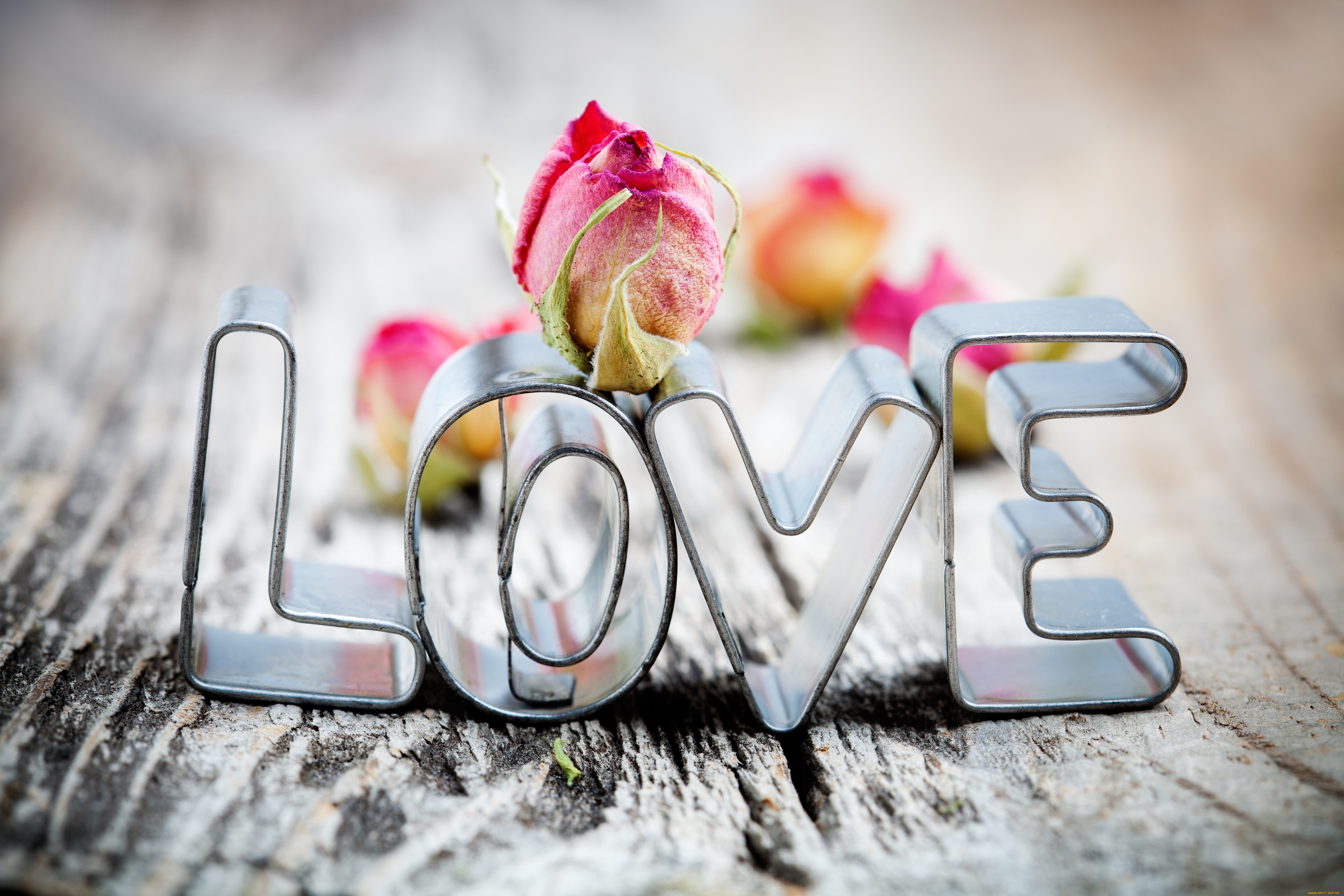 праздничные, день, св, валентина, сердечки, любовь, роза, надпись