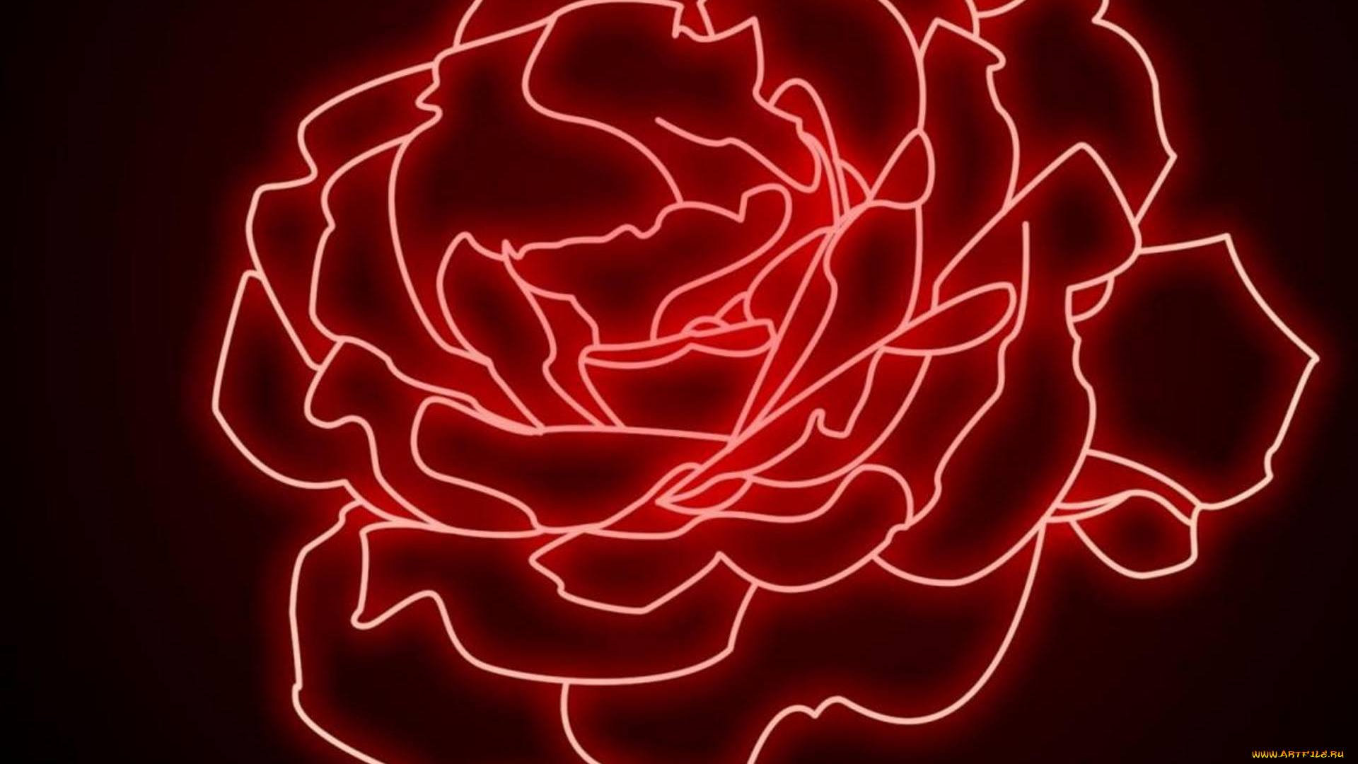 рисованные, цветы, роза