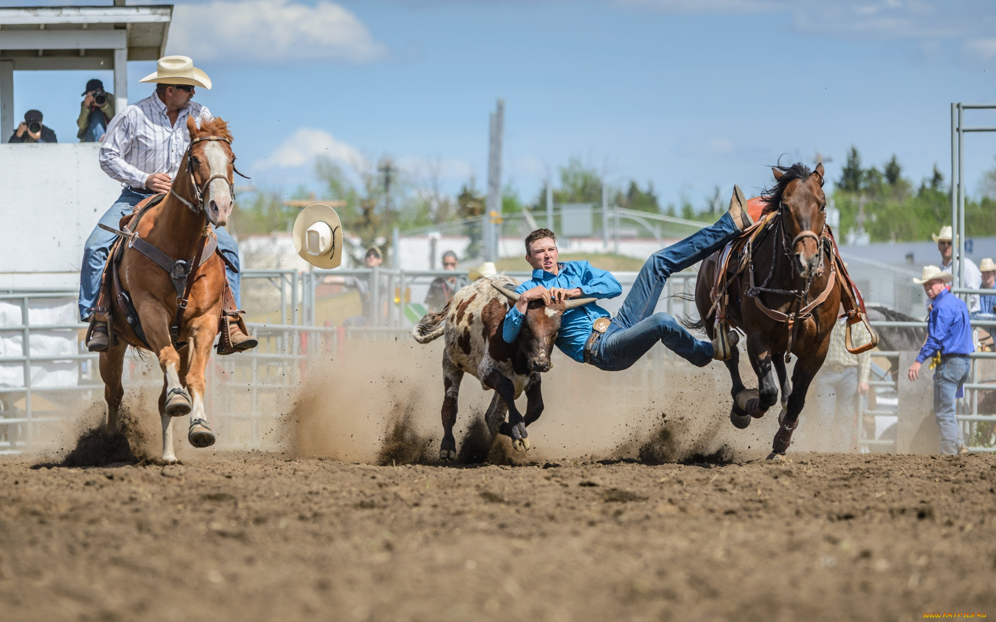 спорт, конный, спорт, родео, наездник, бык, конь