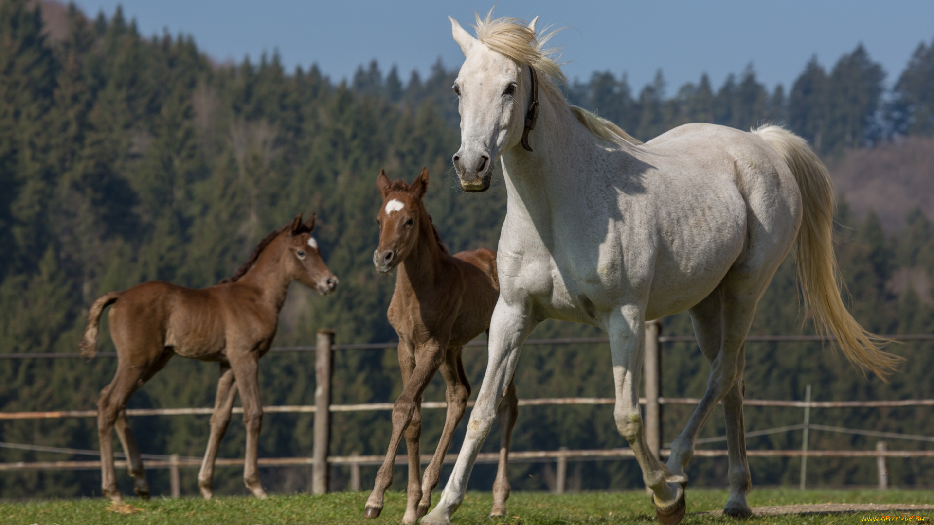 автор, , oliverseitz, животные, лошади, кони, кобыла, жеребята, трио, семья, грива, бег, загон, лето